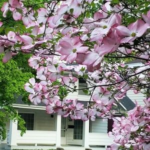 Meet your Posher, Debbie